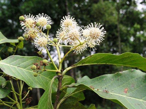 กระทุ่มใบเล็ก Mitragyna parvifolia Korth.<br/>RUBIACEAE